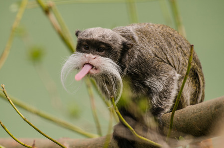 Funny moustached tamarin with toungue out of his mouthの写真素材