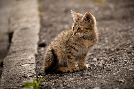 The little kitten sitting on the road in the country of Czech Republicの写真素材
