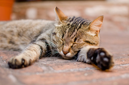 A cat sleeping on the floor in the Saint Stephan church of Bologna, Italyの写真素材