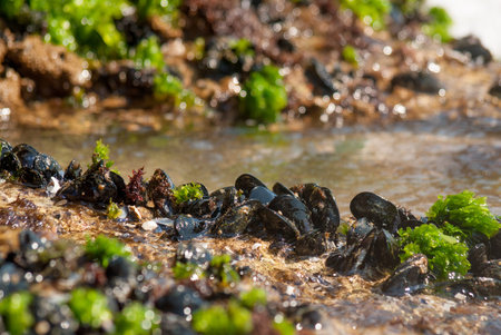 Mediterranean mussels on the rock in the sea. Puglia. Italyの写真素材