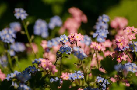 Blue and pink forget-me-notsの写真素材