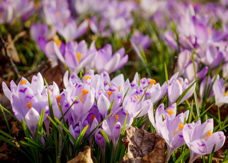 Crocuses lit by the sun