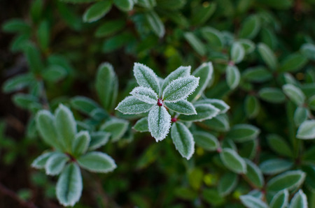 Green plant with foliahe in frostの写真素材