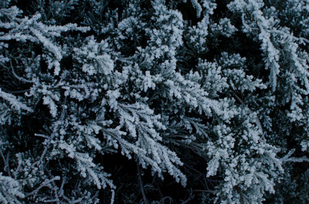 Background of Junipers  with frostの写真素材