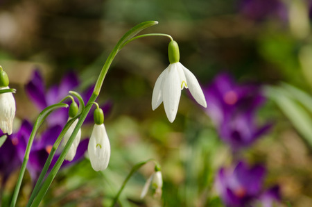 Snowdrops on the green with violet backgroundの写真素材