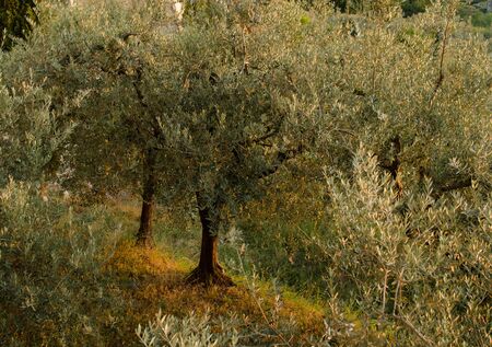 Olive garden by sunlight, Assisi, Umbria, Italyの写真素材