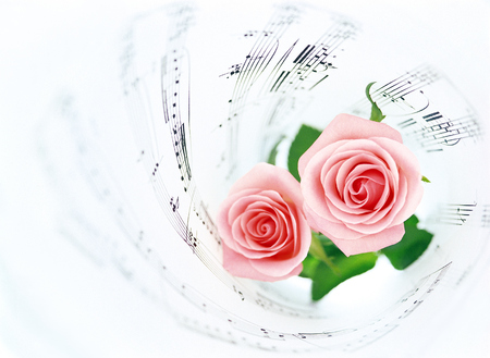 music score and rosesの写真素材