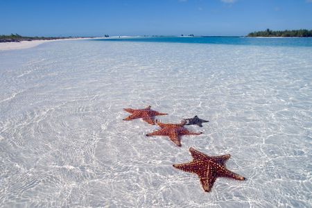 Sea star on the paradise beach, Cuba, Cayo Largo, on the paradise island on Carribbean の写真素材
