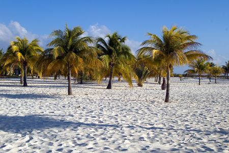 Palmàs on the sand on Cuba Cayo Largo, paradise tropical island on eveningの写真素材