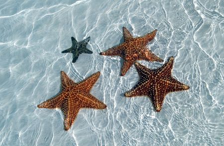Sea star at the sand bottom of the fine sea, Crarib sea, Cuba, Cayo-Largoの写真素材