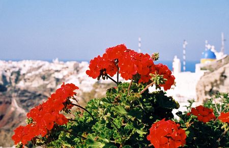 Flowers of a geranium and  old town Oia on Santorini Island, Greece, Cyclades, Mediterraneanの写真素材
