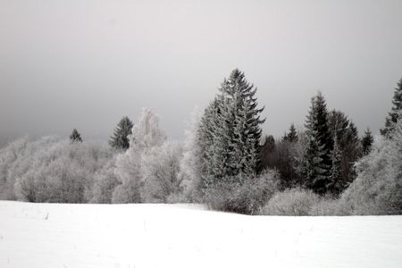 Winter trees and bushes with hoarfrost in Russian wood, cloudy day, Decemberの写真素材