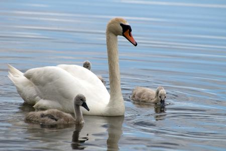 Swans  - father with children on a  surface of lakeの写真素材