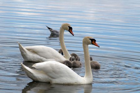 Swans  on a surface of lake, Parents and nestlingsの写真素材