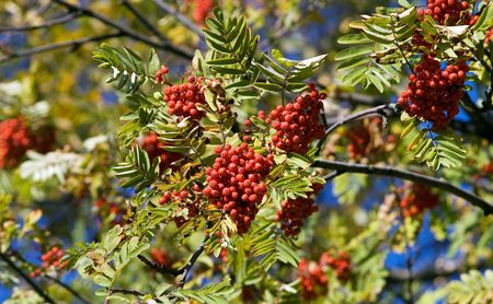 Autumn mountain ash, september, Russiaの写真素材