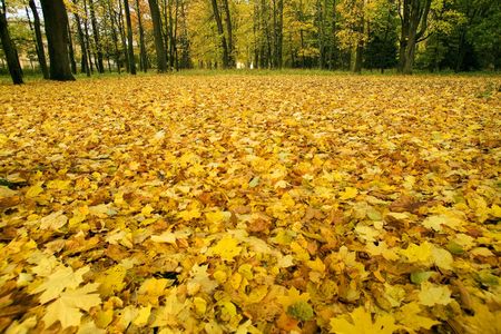 Fallen autumn leaves, October, Russiaの写真素材