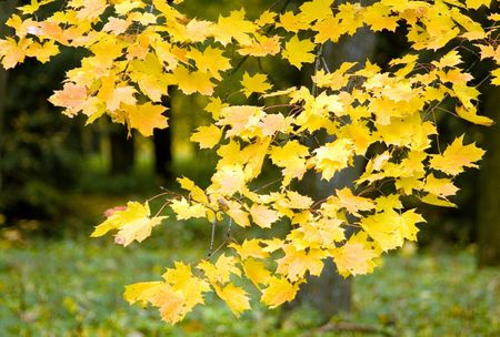 Autumn leaves in Maple, October, Russiaの写真素材