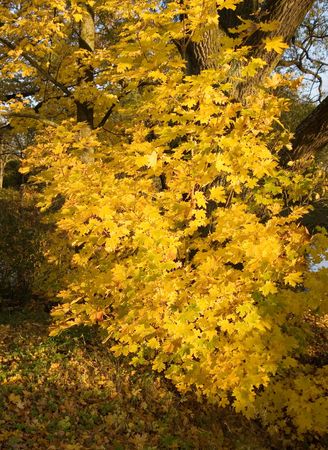 Autumn leaves on little maple, October, Russiaの写真素材