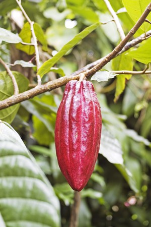 Cocoa-beans on a tree, Indonesiaの写真素材