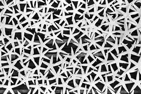 White sea stars on a black backgroundの写真素材