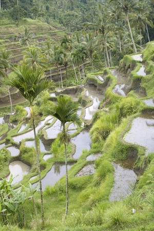 Rice fields on terraces with Irrigation system, Bali, Indonesia (3)の写真素材