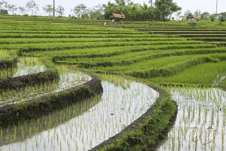 Rice fields on terraces with Irrigation system, Bali, Indonesia (4)の写真素材