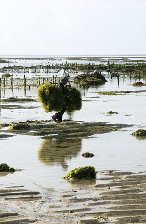 Collector of seaweed,  Indian ocean beach, outflow, morning, Indonesia Bali (3)の写真素材