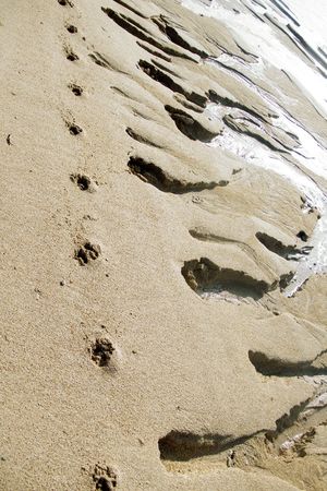 Animal traces on coastal sand, ocean beachの写真素材