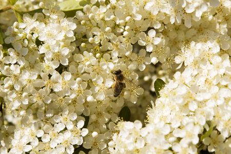 Bee on small white flowers, May morning, Mountain Greece, Euboeaの写真素材