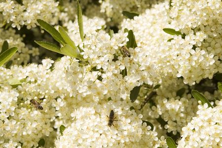 Some bees on small white flowers, May morning, Mountain Greece, Euboeaの写真素材