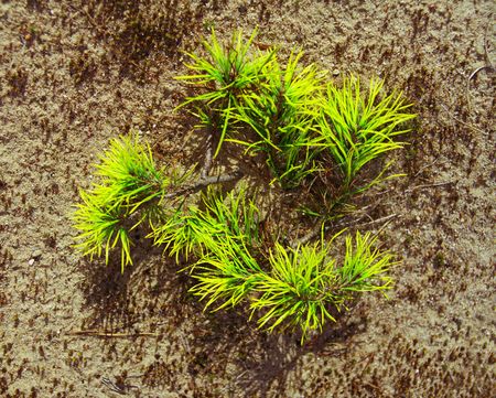 Small pine on the sand, summertime, forest gladeの写真素材
