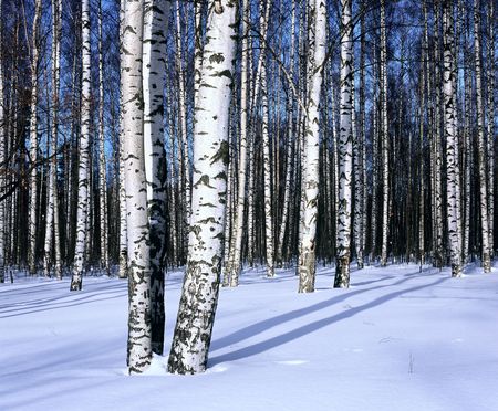 Winter snow birch forest, Russia, March, horizontalの写真素材