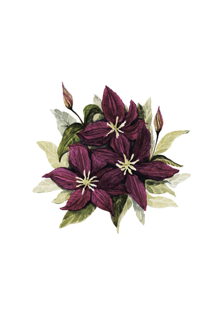 purple flowers of clematis with green leaves. Vector illustrationの写真素材