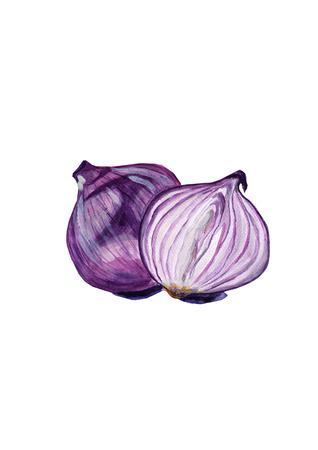The red onion illustrations isolated on white backgroundのイラスト素材