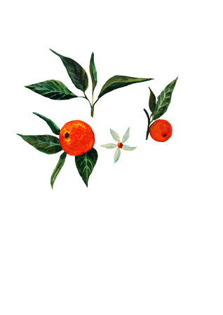 The ripe orange with flowers and leaves. Vector illustrations isolated on white backgroundのイラスト素材