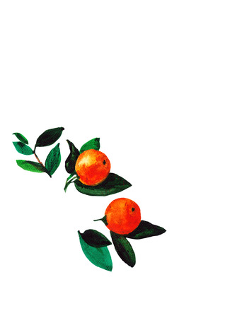 The ripe orange with leaves. Vector illustrations isolated on white backgroundのイラスト素材