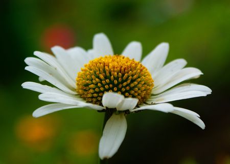 bloom of a garden camomile in the morningの写真素材