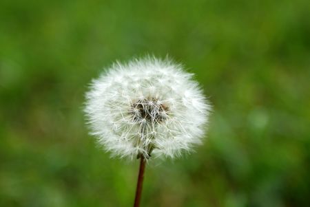 white dandelion feather in the end of summerの写真素材