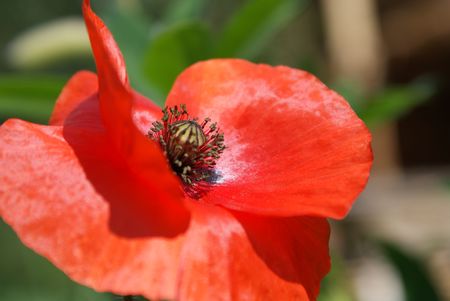 Blossoming flower of red garden papaverの写真素材