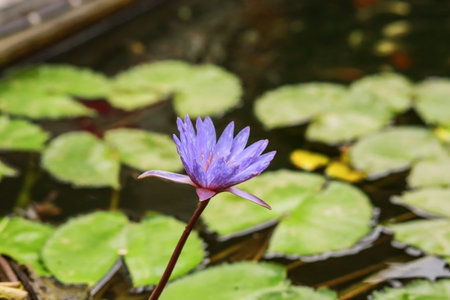 Purple lotus flower in a pond