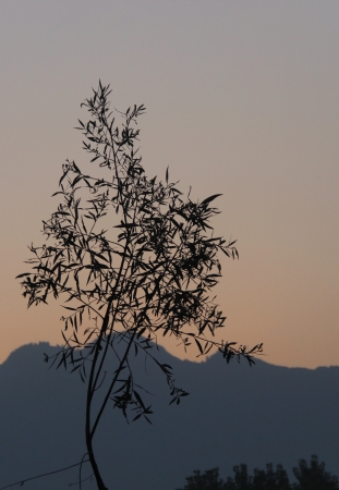Tree silhouette on mountain and sunrise backgroundの写真素材