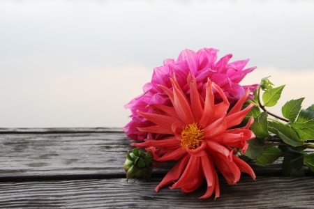Orange and pink flower on wooden blackground in the morningの写真素材