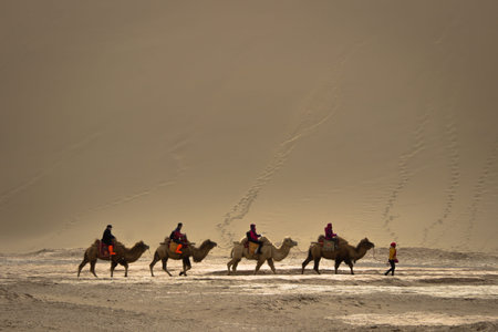 DUNHUANG,CHINA-MARCH 11: Group of tourists are riding camels in the mingsha shan desert, a part of silk road on March 11, 2016 in Dunhuang, China.のeditorial素材