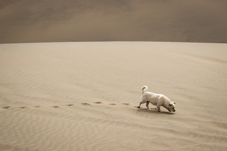 A dog walking on the desertの写真素材