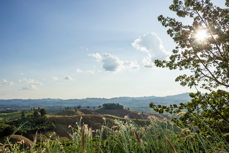 Green grass with cornfield hill background  on  sunset and cloudyの写真素材