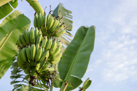 Raw banana bunch hanging on banana treeの写真素材