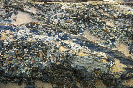 Texture of stone with fossil on the beach
