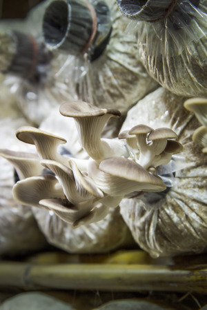Oyster Mushrooms growing in the farmの写真素材