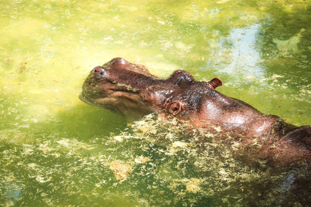 Brown hippopotamus  in the zoo lying in waterの写真素材