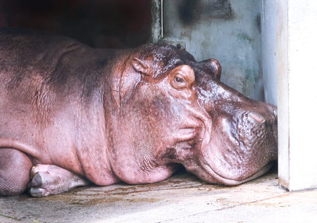 Brown hippopotamus  in the zoo